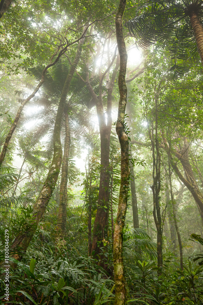 Fototapeta premium Nebliger tropischer Wald mit Ficus und endemischen Arten am Weg zum Mount Sorrow im Daintree Nationalpark, Queensland, Australien.