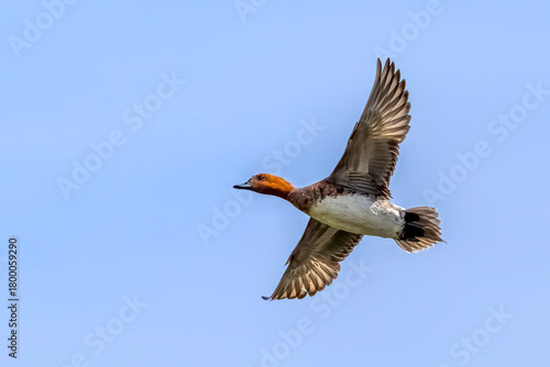 Eurasian wigeon