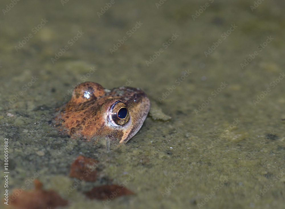 Obraz premium Close-up of a common frog in a pond