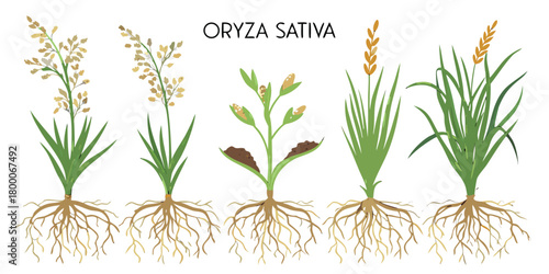 Life Cycle of Rice Plant with Root System Isolated on White — Growth Stages Diagram, Botanical Illustration of Rice Development, Agriculture Education and Plant Anatomy Vector