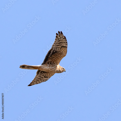 Pallid Harrier