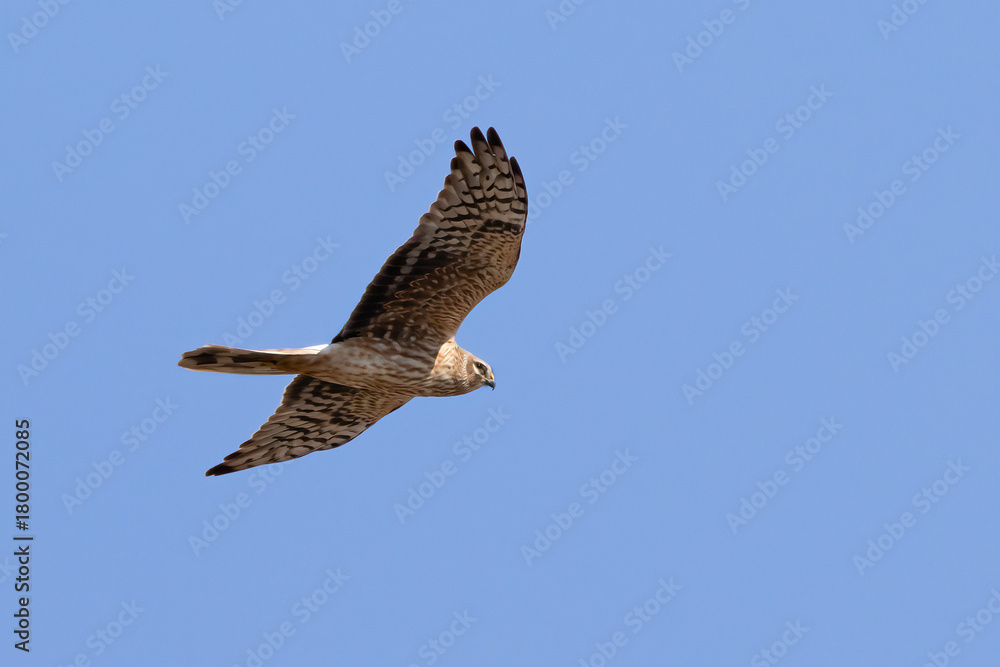 Obraz premium Pallid Harrier