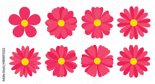 A collection of vibrant pink daisy-like flowers with yellow centers in varying petal arrangements.