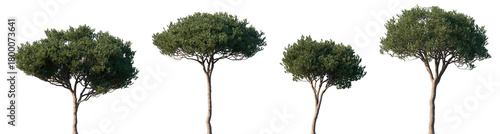 Set of Pinus pinea (the stone pine) frontal set trees isolated png on a transparent background perfectly cutout