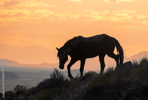 Wild Horses at Sunset in Autumn in the Utah Desert