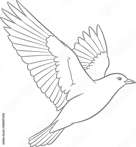 Flying bird vector outline drawing sketch illustration wildlife design element depicting a quick animal in dynamic flight style artwork.