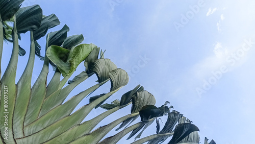 Cuadro en lienzo A view of the underside of a giant traveler's palm leaf seen from below with a bright blue sky background