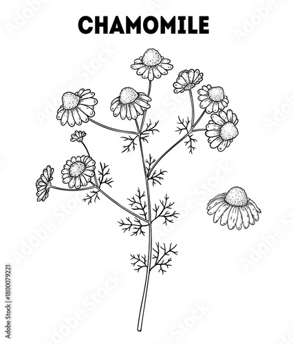 Chamomile vector drawing illustration. Hand drawn sketch. Vintage medicinal plant sketch