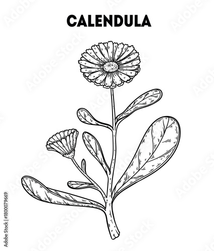 Calendula vector drawing illustration. Hand drawn sketch. Vintage medicinal plant sketch