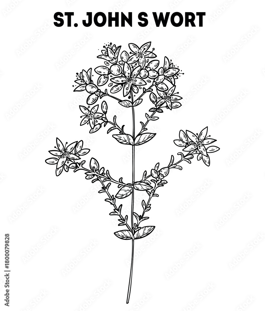 Obraz premium St. John S Wort vector drawing illustration. Hand drawn sketch. Vintage medicinal plant sketch