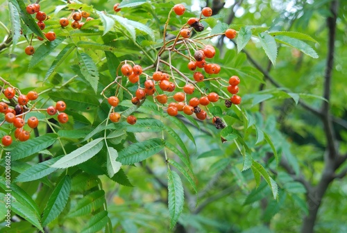 Cuadro en lienzo Sorbus commixta, mountain ash tree with pinnate leaves, white summer flowers, and red autumn berries in Korean highlands