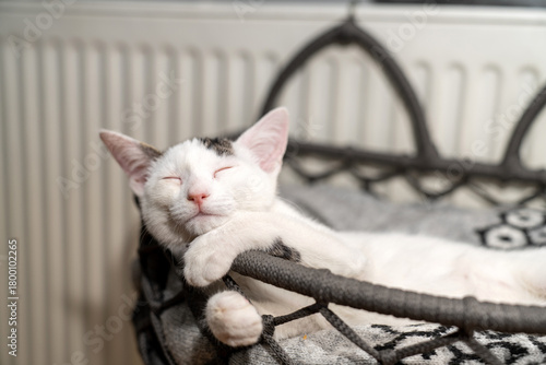 Cat lying on a radiator and looking up. cat bed sleeping on a warm radiator on a cold winter day. cat lies on a warm heating radiator. Pet cat lying on shelf on soft plaid next to warm radiator.
