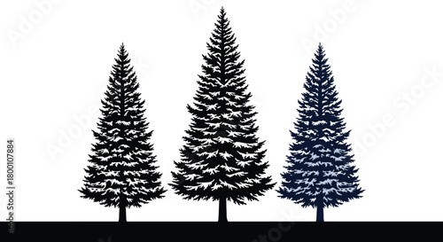 Three black silhouette pine trees of varying sizes