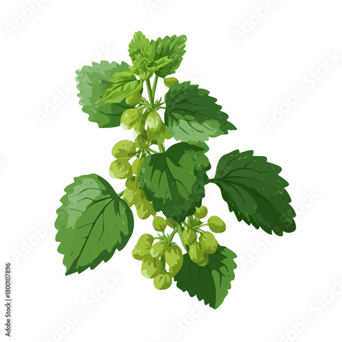 Minimalist 2D vector icon representation of a Horehound, displayed on a pure white background