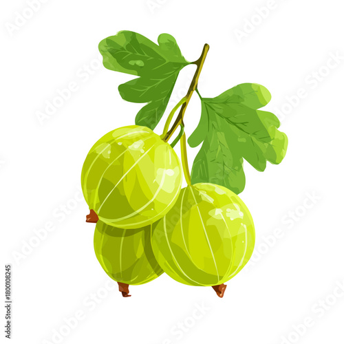 2D flat vector graphic of a Indian Gooseberry in icon style, isolated on white background