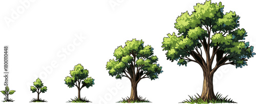 Illustration showing the growth stages of a tree, from a small sprout to a large mature tree