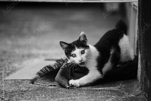 black and white cat