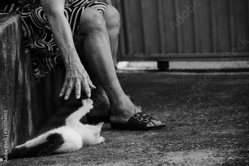 The touch of cat