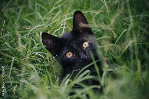 black cat on green grass
