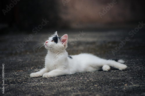 white cat lying on the floor