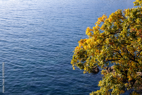 Fototapeta Naklejka Na Ścianę i Meble -  Autumn yellow tree and the blue Adriatic Sea