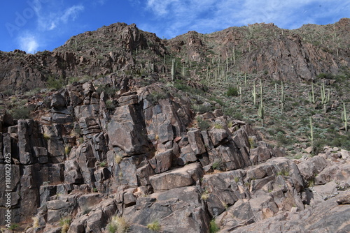 Sonoran Desert