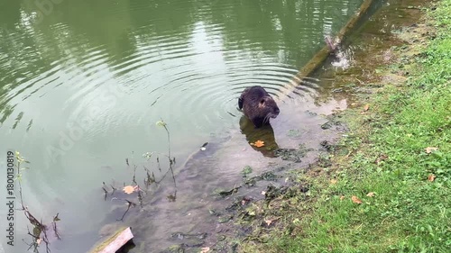 A Nutria, Coypu ( Myocastor coypus) cleaning next to the lake