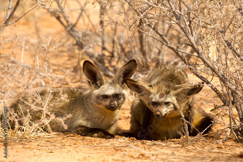 pair of bat-eared fox close together 516
