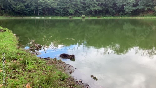 A Nutria, Coypu ( Myocastor coypus) resting in the water