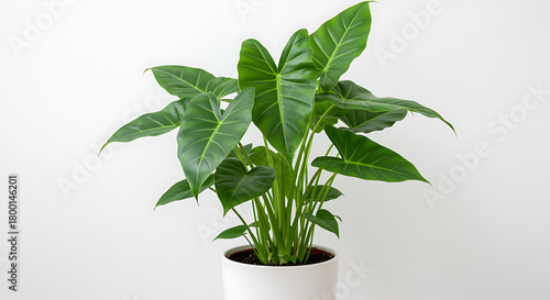 Beautiful alocasia plant with large leaves against a white background studio shot