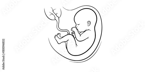 Fetus Baby In Womb Umbilical Cord Minimalist Line Art Vector