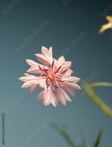 Fotografija Close-up of vibrant cornflower blossoms in shades of blue, purple, and soft pink against a smooth pastel background