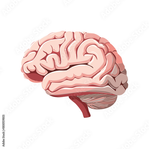 Anatomical Illustration of a Human Brain