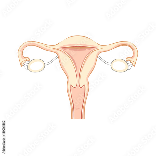 Anatomical Illustration of the Female Reproductive System with Uterus and Ovaries