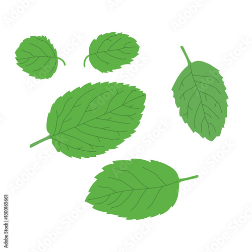 Set of realistic flat hand drawn mint leaves of different size and shape.