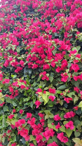 Large garden archway covered entirely in vibrant red climbing roses (landscape design)