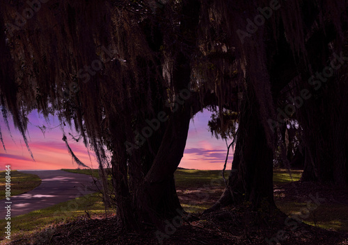 Magenta Sky Peeking Through a Forest of Dark Oak Trees