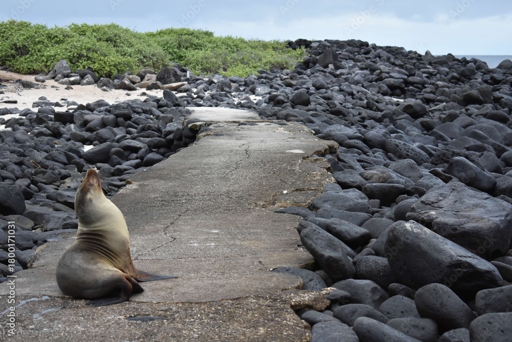 Fototapeta premium Galapagos sea lion
