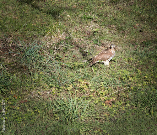 Large Juvenile Red Tailed Hawk Bird in the Wild