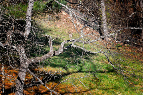 Large Juvenile Red Tailed Hawk Bird in the Wild