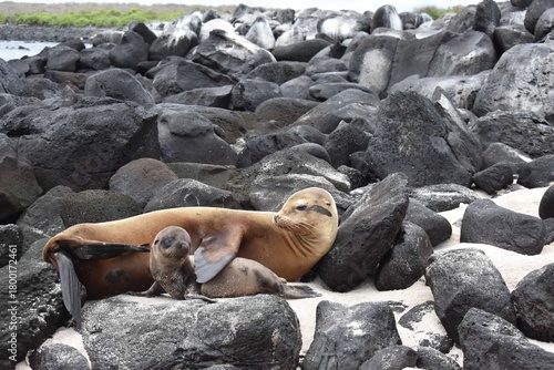 Photography Galapagos Sea Lions