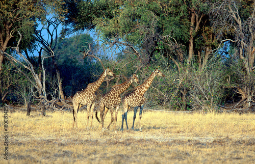 Canvas Print giraffes reticulated in savannah 545