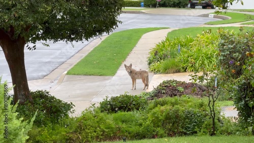 Coyote wandering the streets of Los Angeles on a rainy day, Southern California