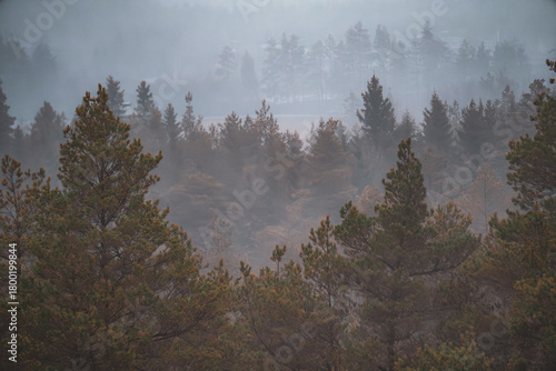 Aerial View of Pine Forest Tree Tops Emerging from a Blanket of Fog.