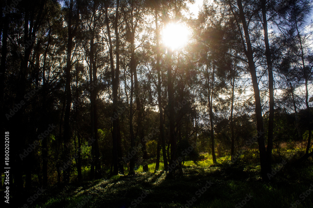 Fototapeta premium Eucalyptus Forest in Sydney, Australia