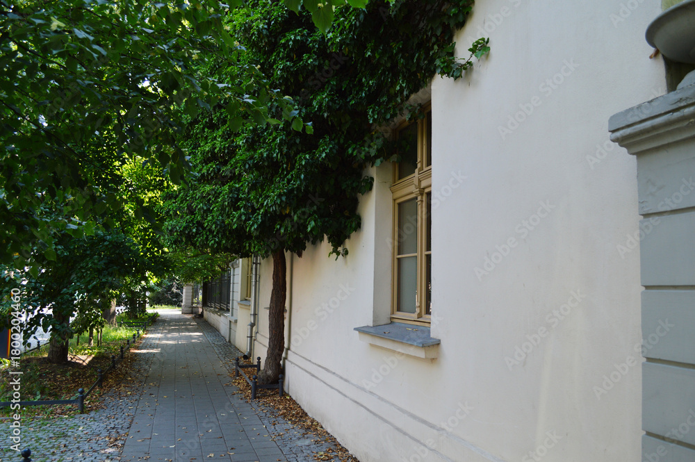Fototapeta premium Tree Growing Beside Building with Dense Green Foliage. Charming garden corner featuring white painted wooden bench beside lush white rose bushes and ornamental black lamp post. 