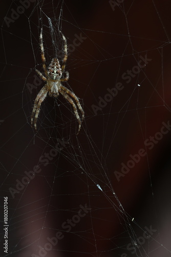 Macro View of Cross Spider in Center of Web