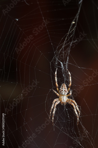 Macro View of Cross Spider in Center of Web