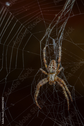 Macro View of Cross Spider in Center of Web