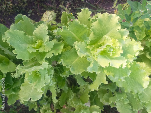 Fresh green lettuce growing in a garden bed, top view.